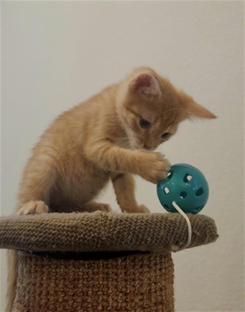 Dewey