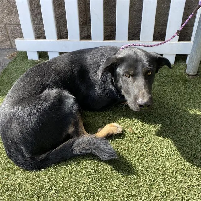 Adoptable Dog