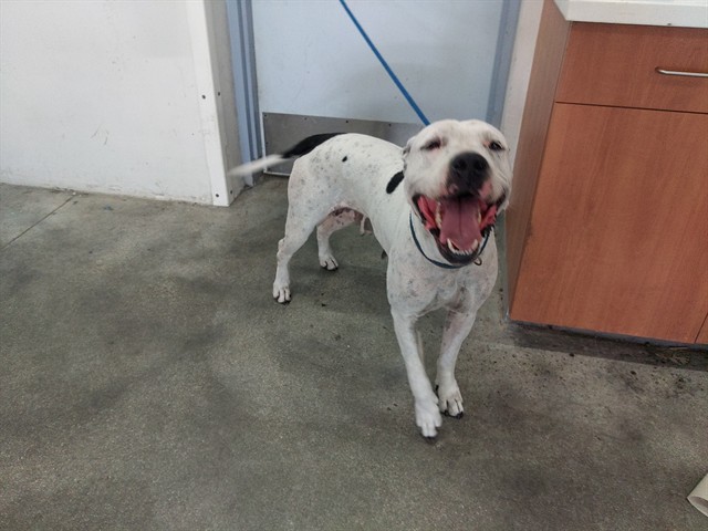 Adoptable Dog