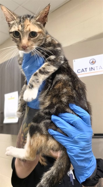 Adoptable Cat
