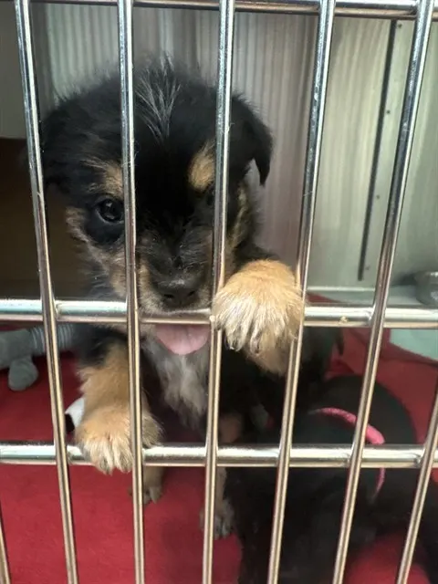 Hazel
