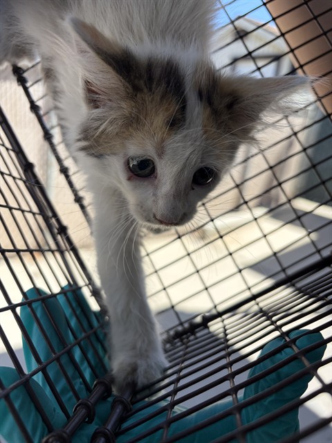 Adoptable Cat