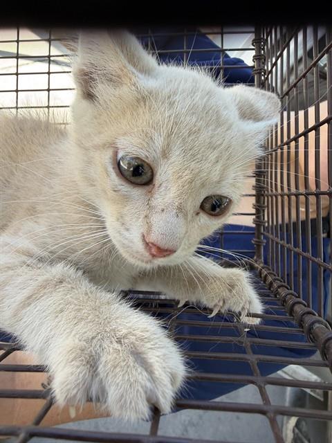 Adoptable Cat