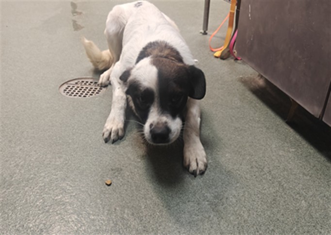 Adoptable Dog