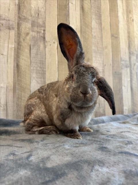 Cornelius