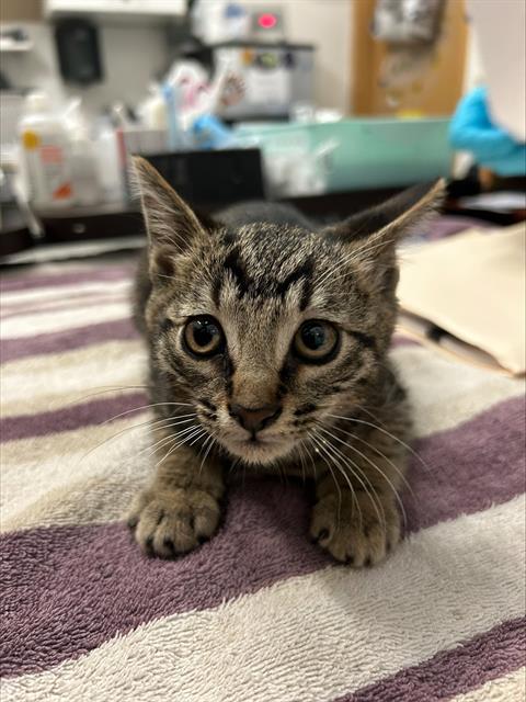 Adoptable Cat