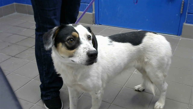 Roxy
