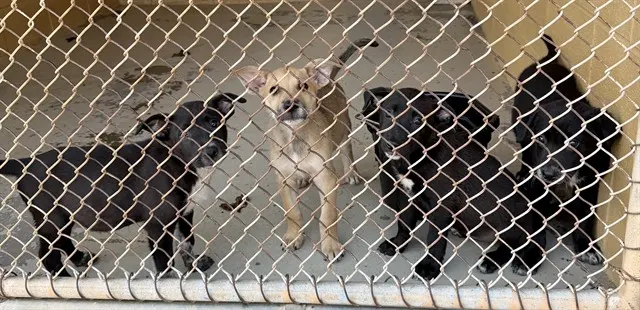 Adoptable Dog