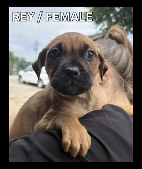 Rey