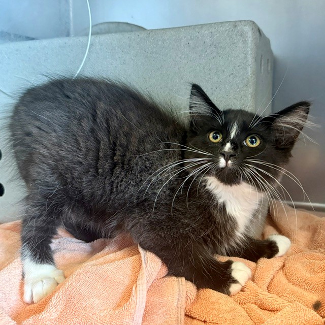 Adoptable Cat