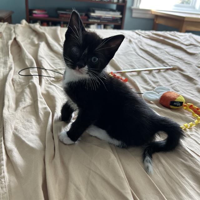 Gibson