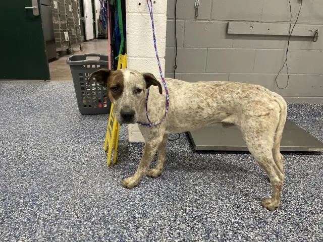 Adoptable Dog