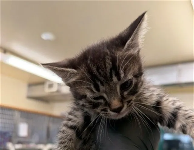 Adoptable Cat