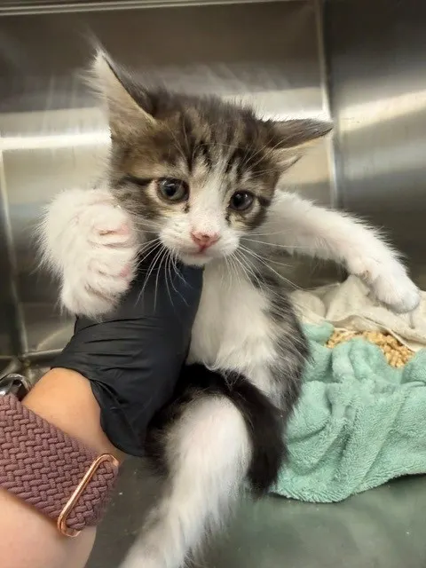 Adoptable Cat