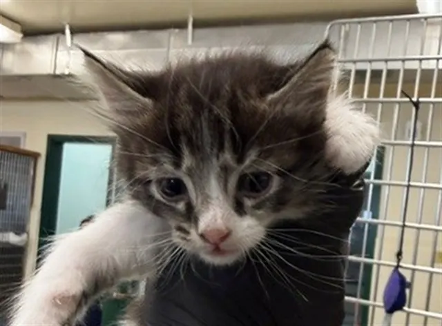 Adoptable Cat