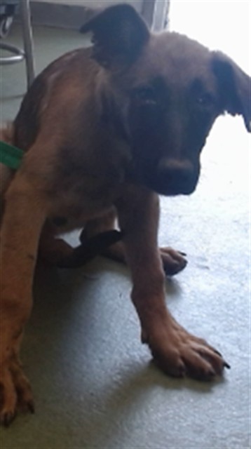 Urgent Med Adopt Ned