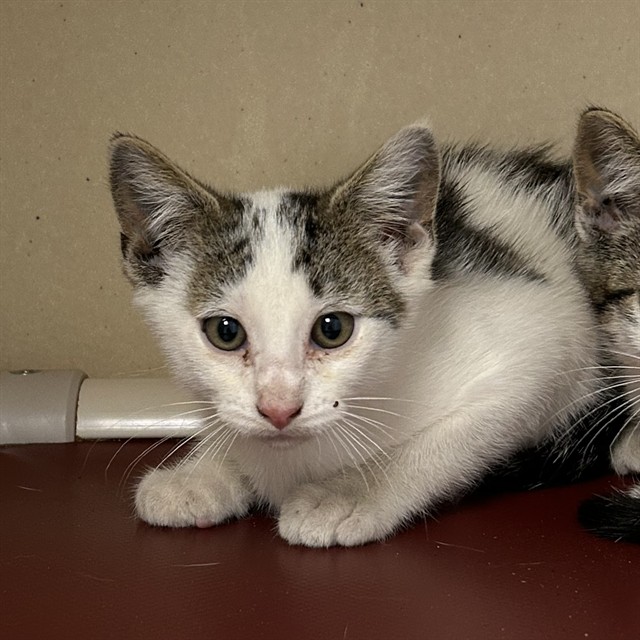 Tuba