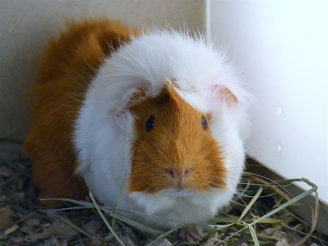 Canelita