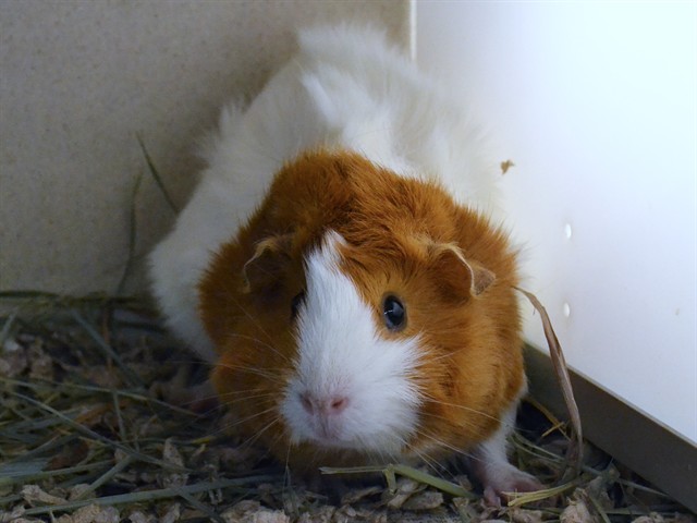 Lupita