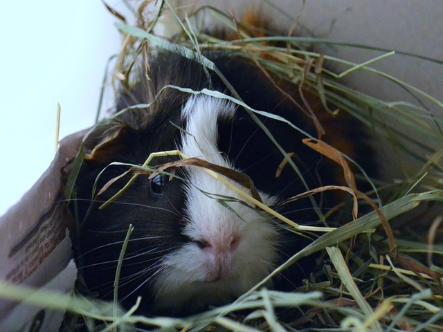 Gery