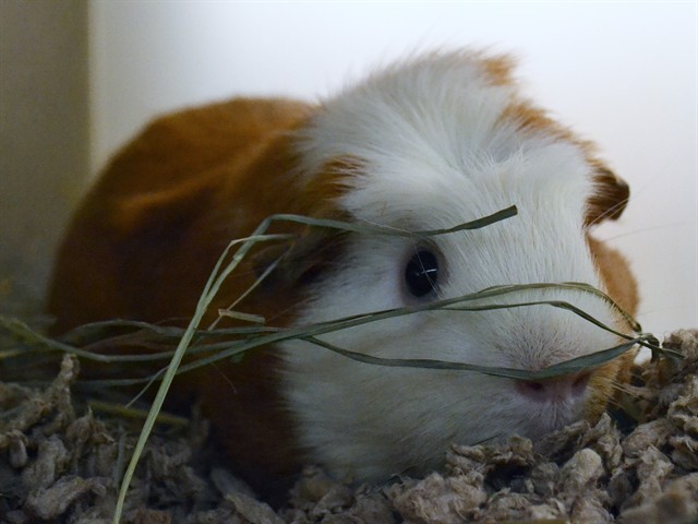 Daisy
