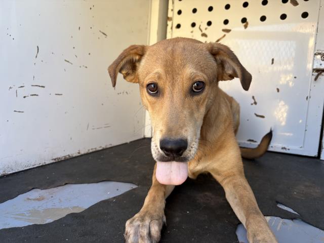 Adoptable Dog
