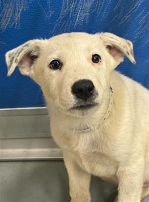 Adoptable Dog