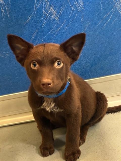 Adoptable Dog