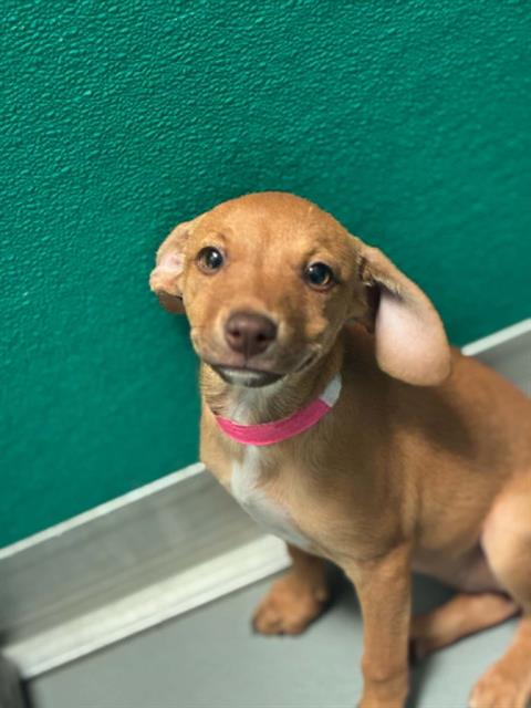 Adoptable Dog
