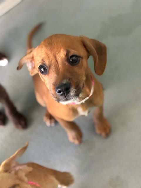 Adoptable Dog