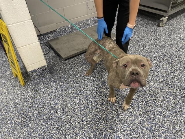 Adoptable Dog