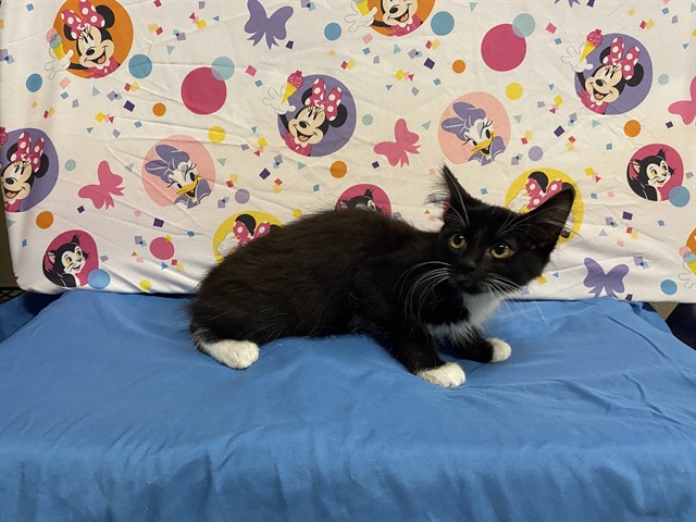 Adoptable Cat