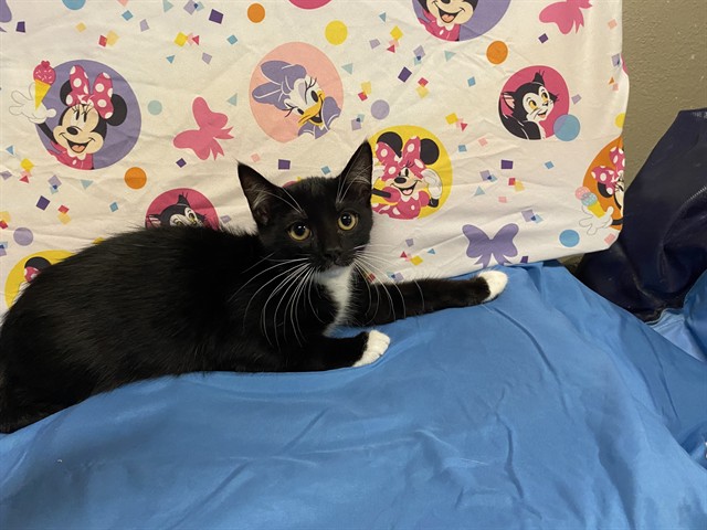 Adoptable Cat
