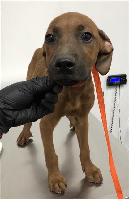 Adoptable Dog