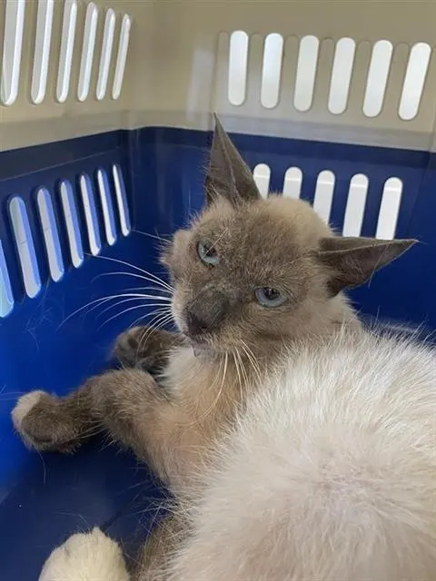 Adoptable Cat