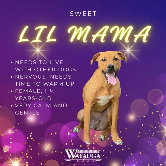 Lil Mama