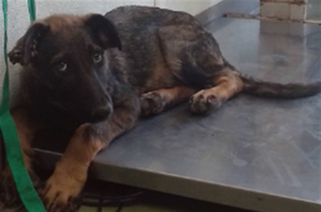 Urgent Med Adopt Flower