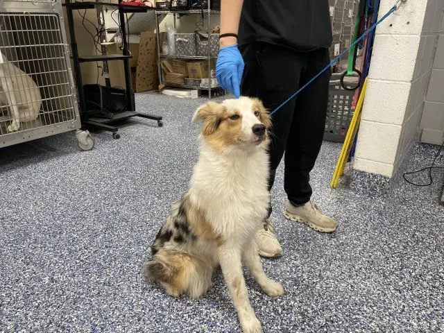 Adoptable Dog