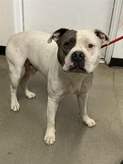 Adoptable Dog
