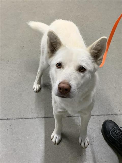 Adoptable Dog