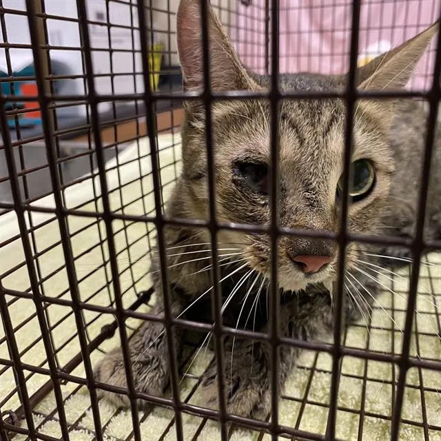 Adoptable Cat