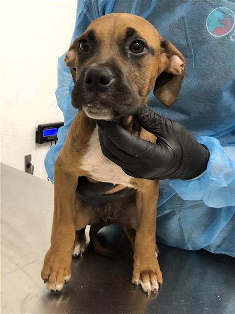 Adoptable Dog