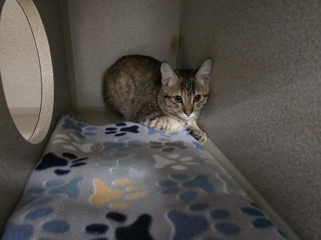 Adoptable Cat