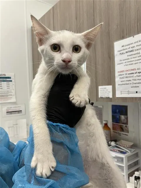 Adoptable Cat