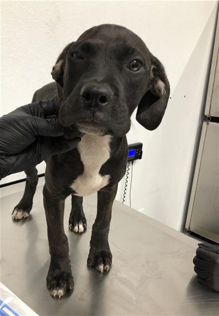 Adoptable Dog
