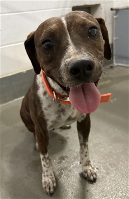 Adoptable Dog