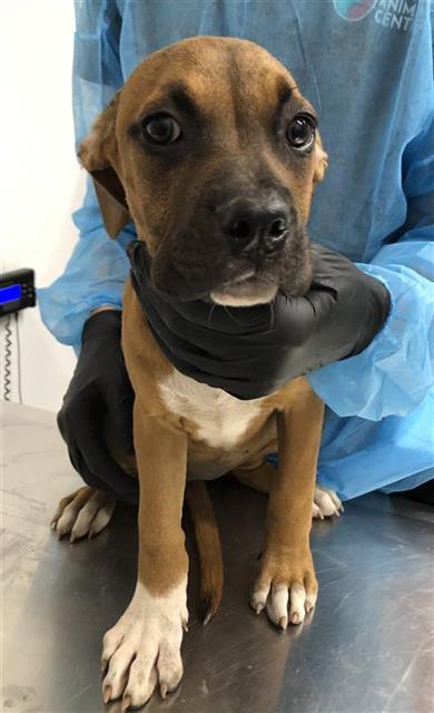 Adoptable Dog