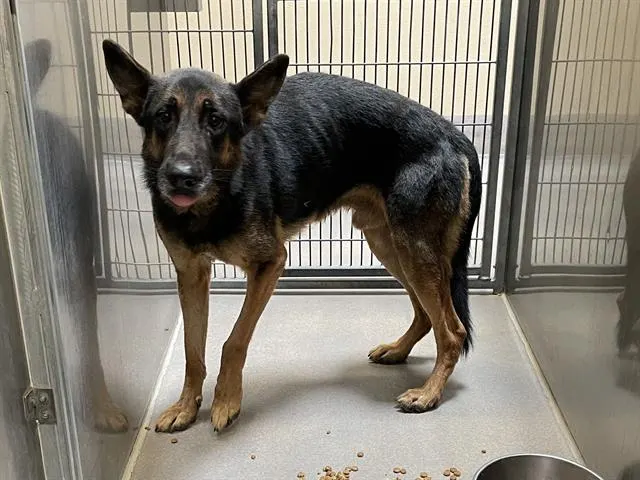 Adoptable Dog
