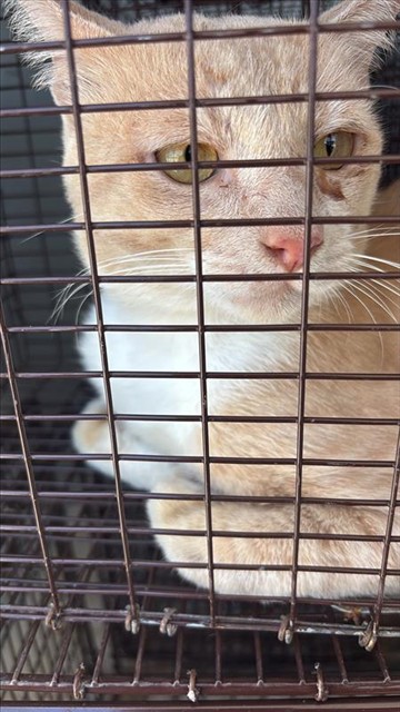 Adoptable Cat