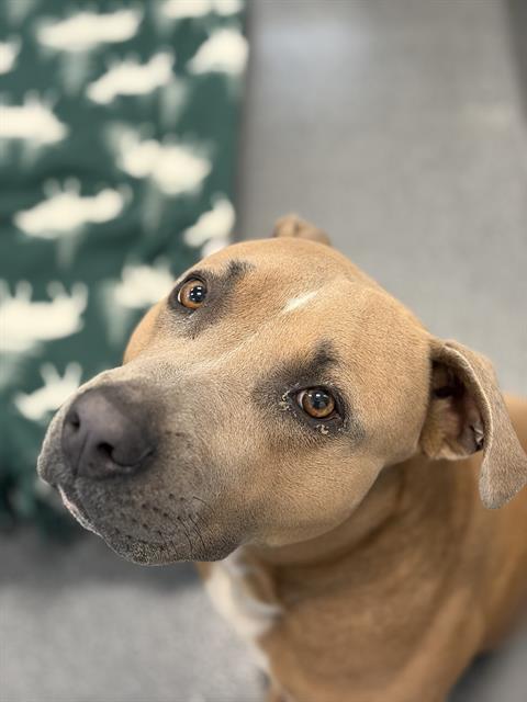 Jax